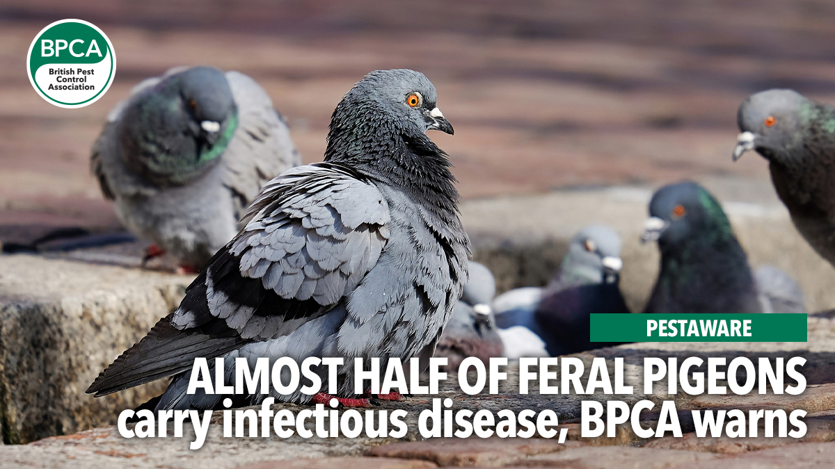 pestaware-feral-pigeons-carry-disease pestaware-feral-pigeons-carry-disease